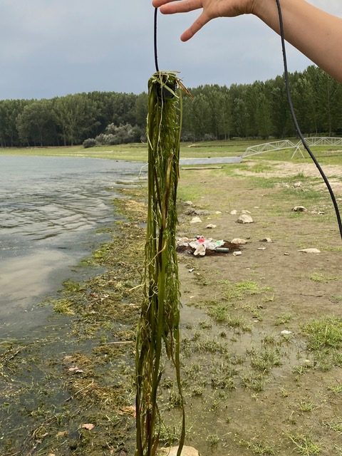 Hydrophone With Algae Freshly Out Of The Danube Rotated